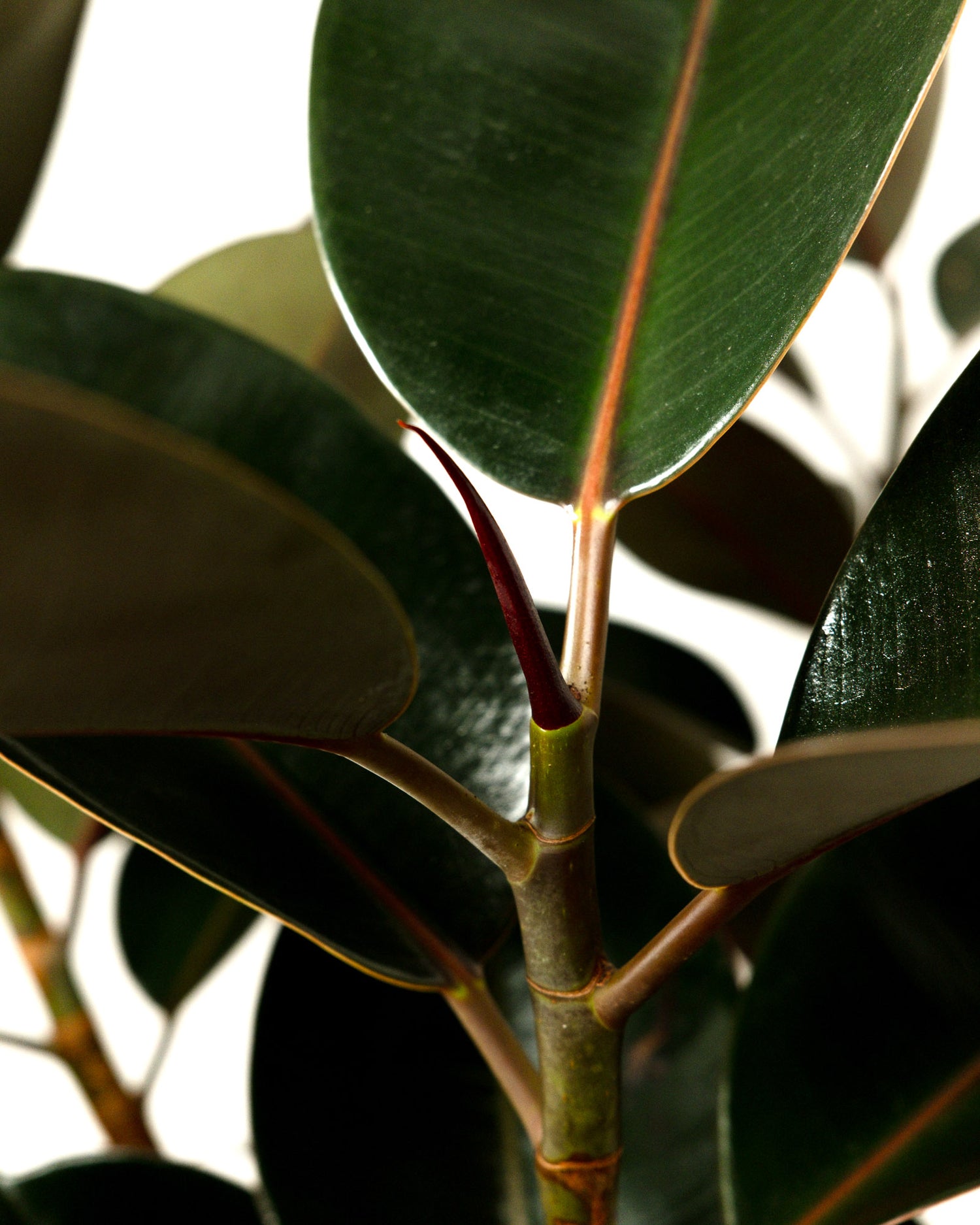 Ficus Burgundy Tree Form Single Stem, Rubber Tree