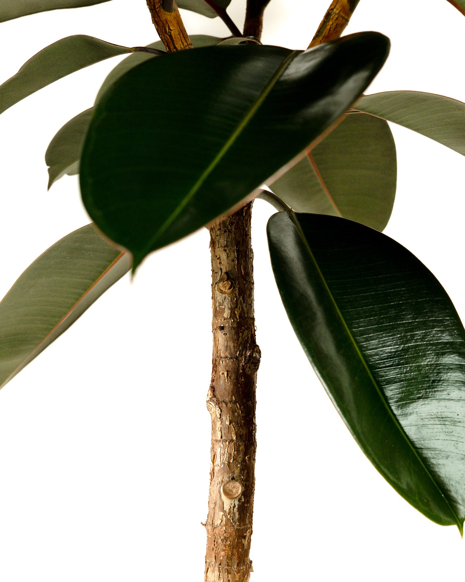 Ficus Burgundy Tree Form Single Stem, Rubber Tree