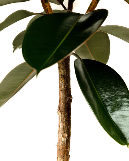 Ficus Burgundy Tree Form Single Stem, Rubber Tree