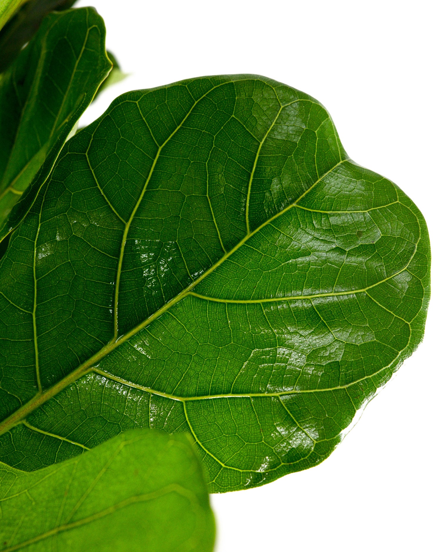 Ficus Lyrata Bush Form, Fiddle Leaf Fig Tree