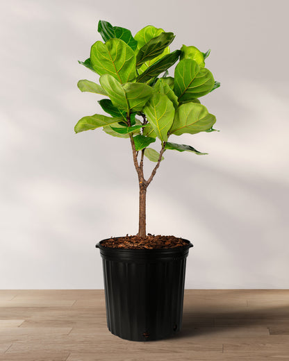 Ficus Lyrata Tree Form Single Stem, Fiddle Leaf Fig Tree