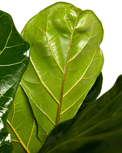 Ficus Lyrata Tree Form Single Stem, Fiddle Leaf Fig Tree
