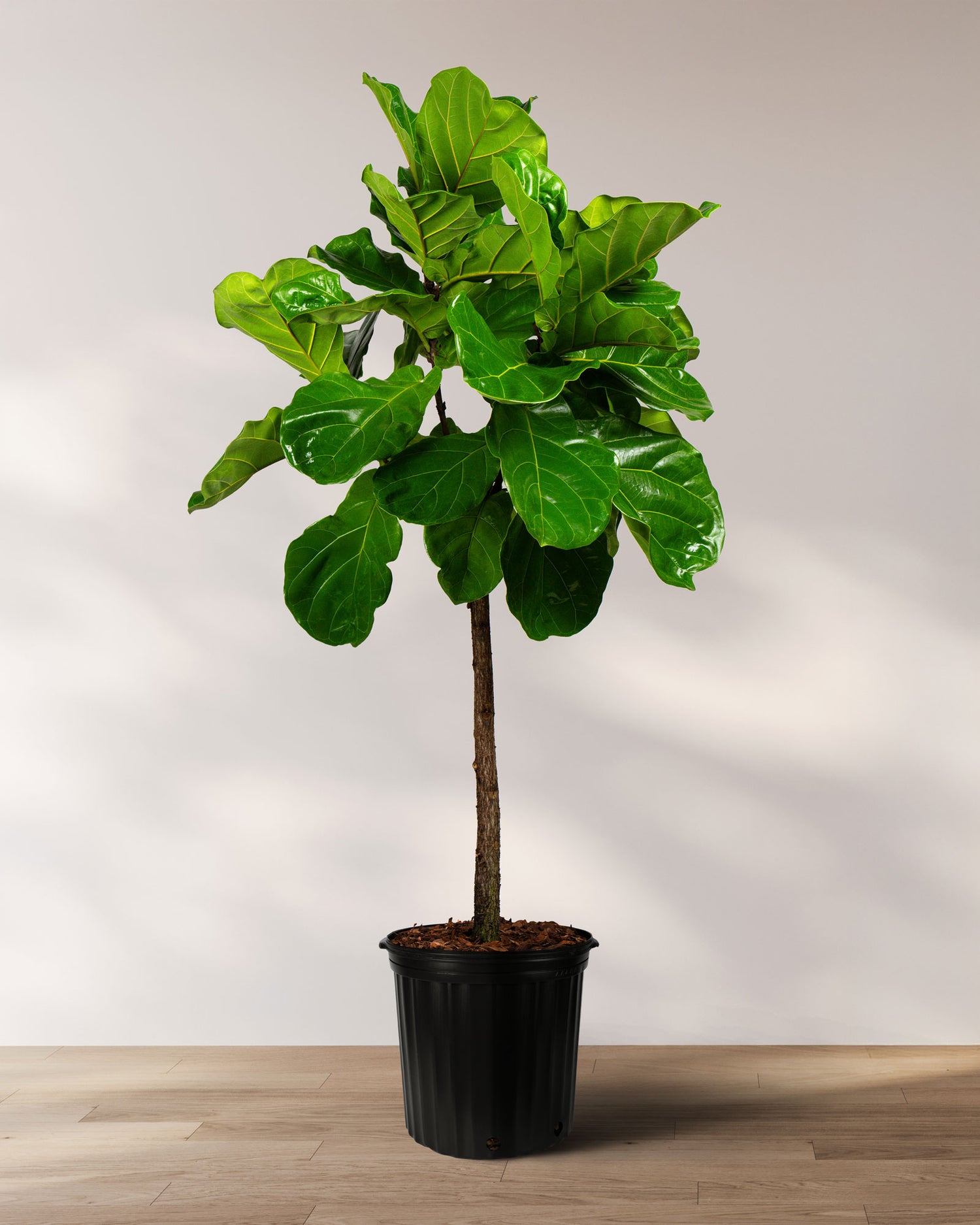Ficus Lyrata Tree Form Single Stem, Fiddle Leaf Fig Tree
