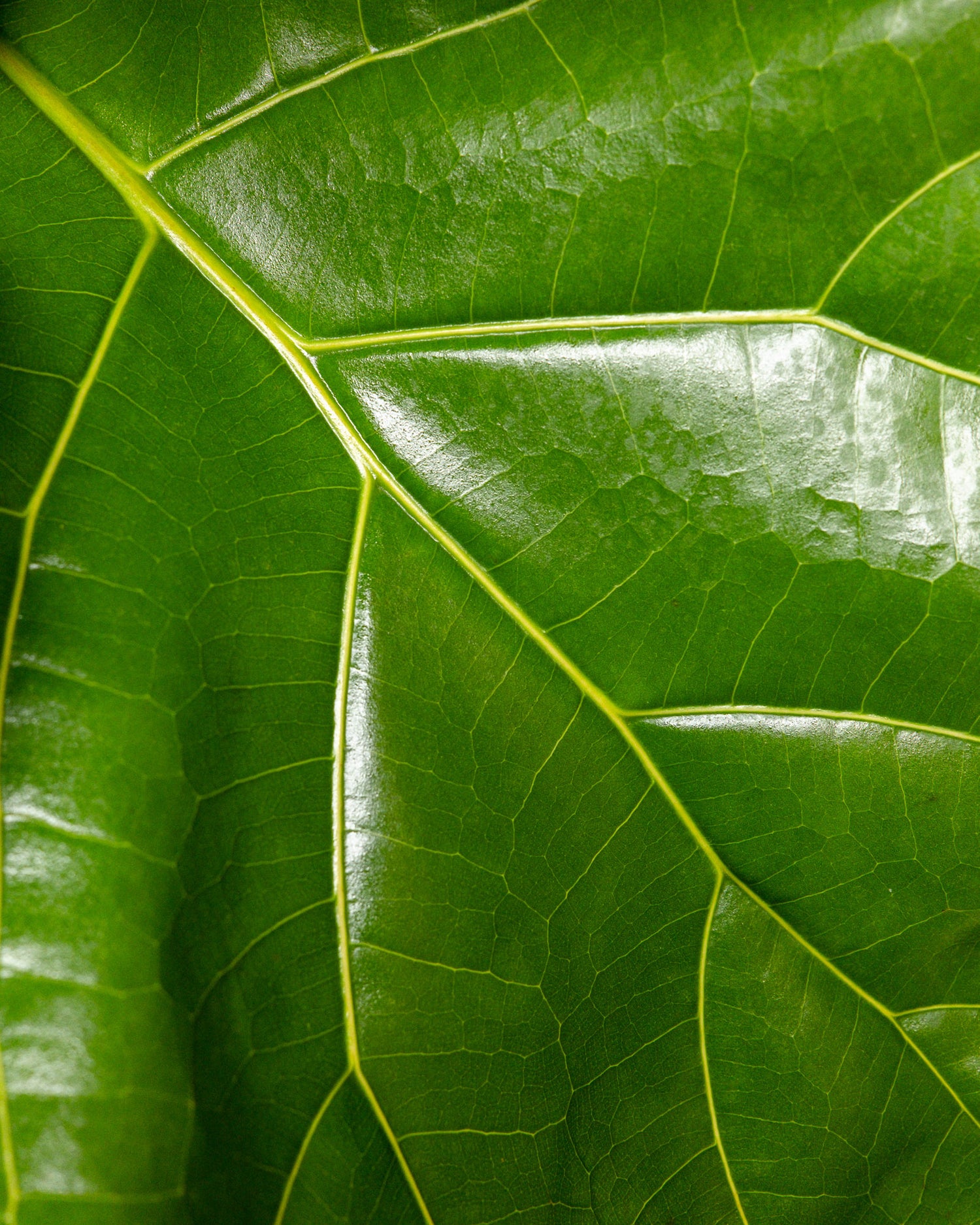Ficus Lyrata Tree Form Single Stem, Fiddle Leaf Fig Tree