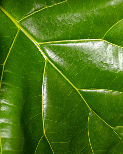 Ficus Lyrata Tree Form Single Stem, Fiddle Leaf Fig Tree