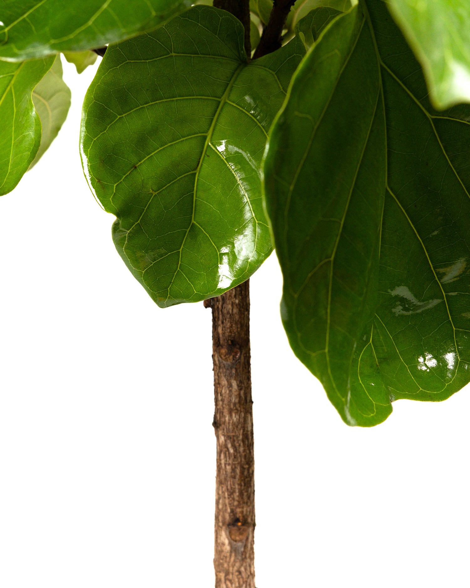 Ficus Lyrata Tree Form Single Stem, Fiddle Leaf Fig Tree
