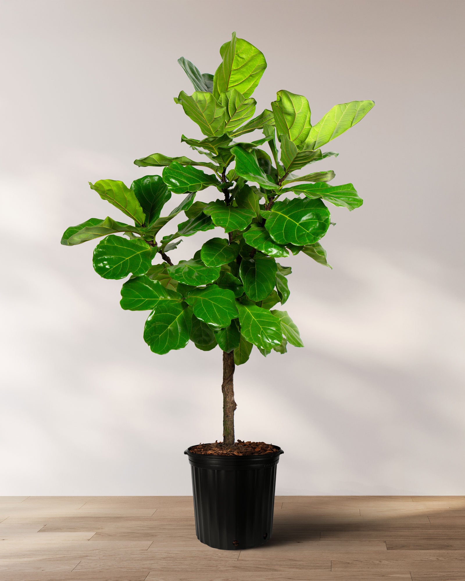 Ficus Lyrata Tree Form Single Stem, Fiddle Leaf Fig Tree