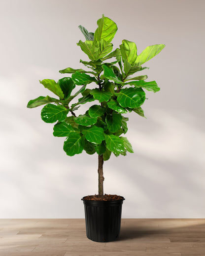 Ficus Lyrata Tree Form Single Stem, Fiddle Leaf Fig Tree