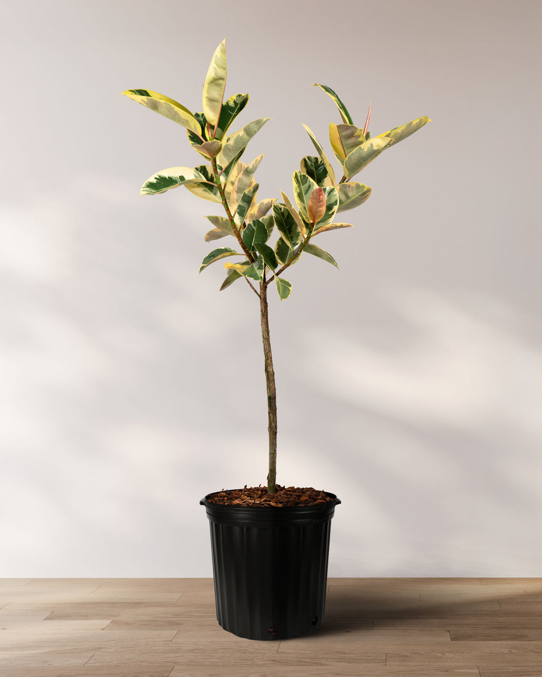 Ficus Tineke Tree Form Single Stem, Variegated Elastica Rubber Tree Decora