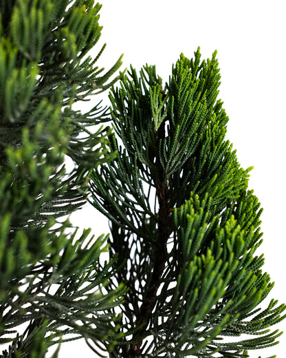 Topiary Trees, Spiral Tree Form Blue Point Juniper