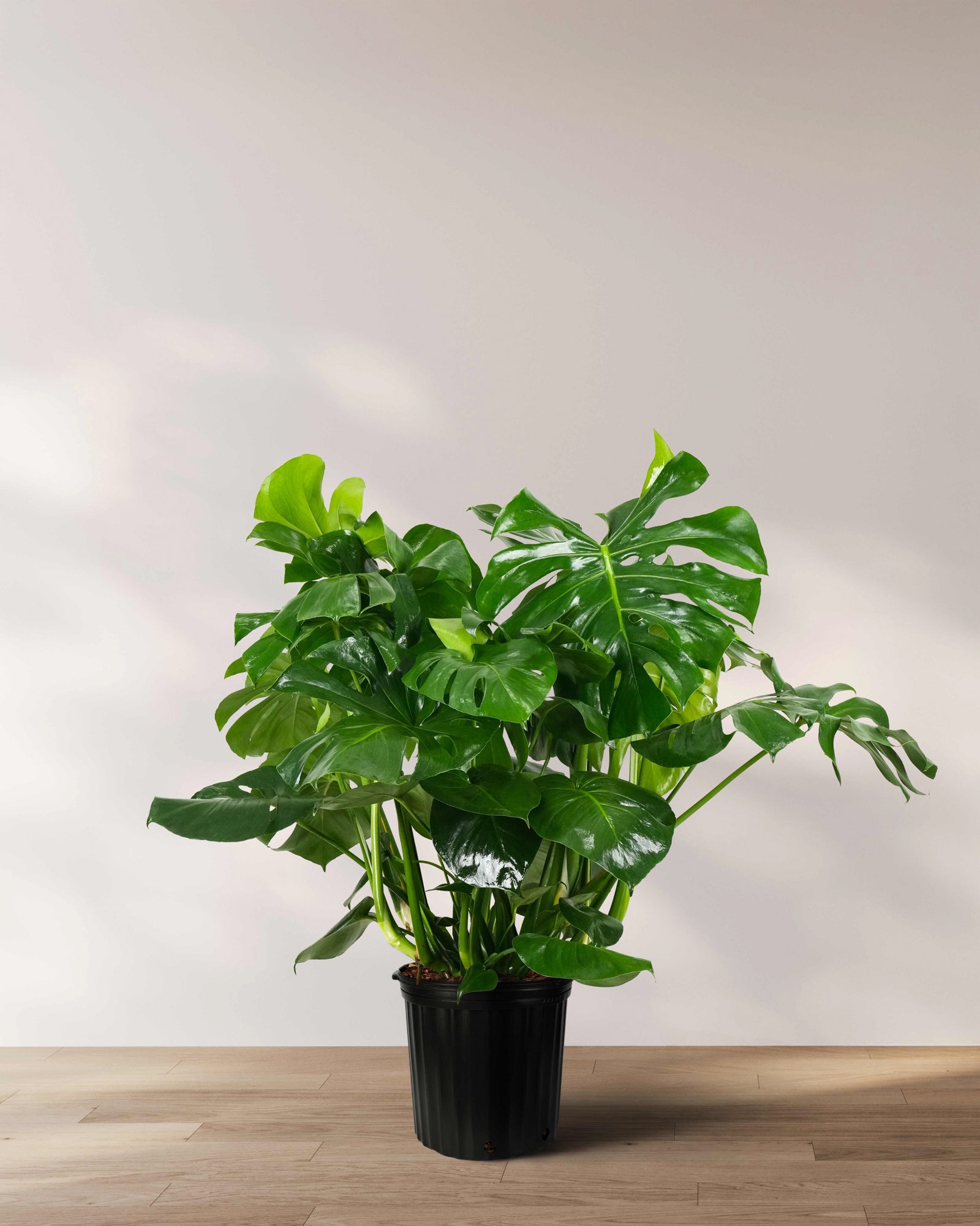 Monstera Deliciosa, Swiss Cheese