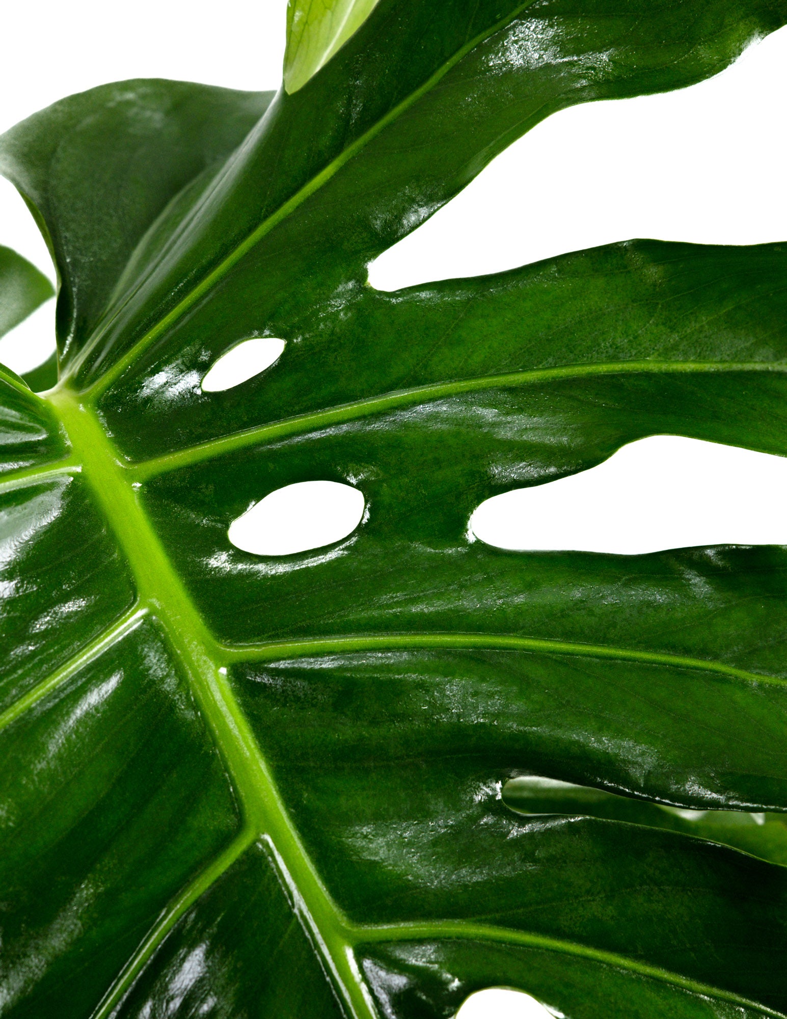 Monstera Deliciosa, Swiss Cheese