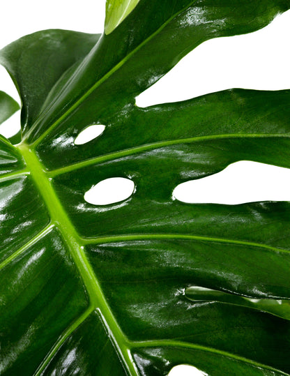 Monstera Deliciosa, Swiss Cheese