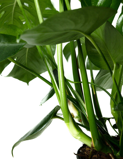 Monstera Deliciosa, Swiss Cheese