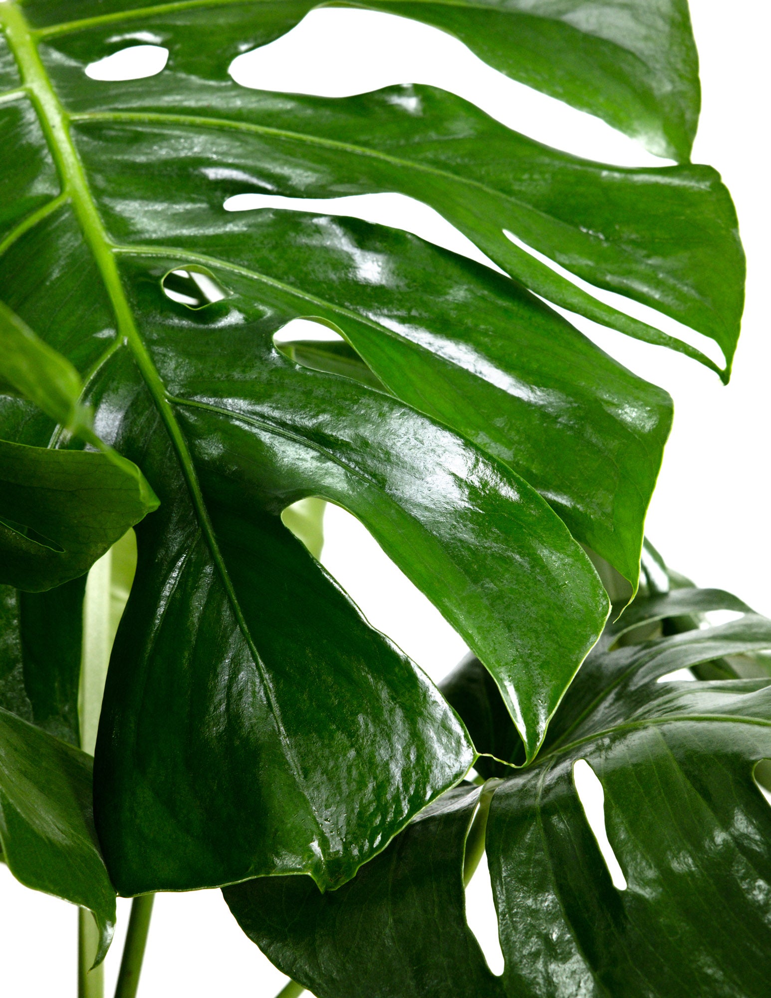 Monstera Deliciosa, Swiss Cheese