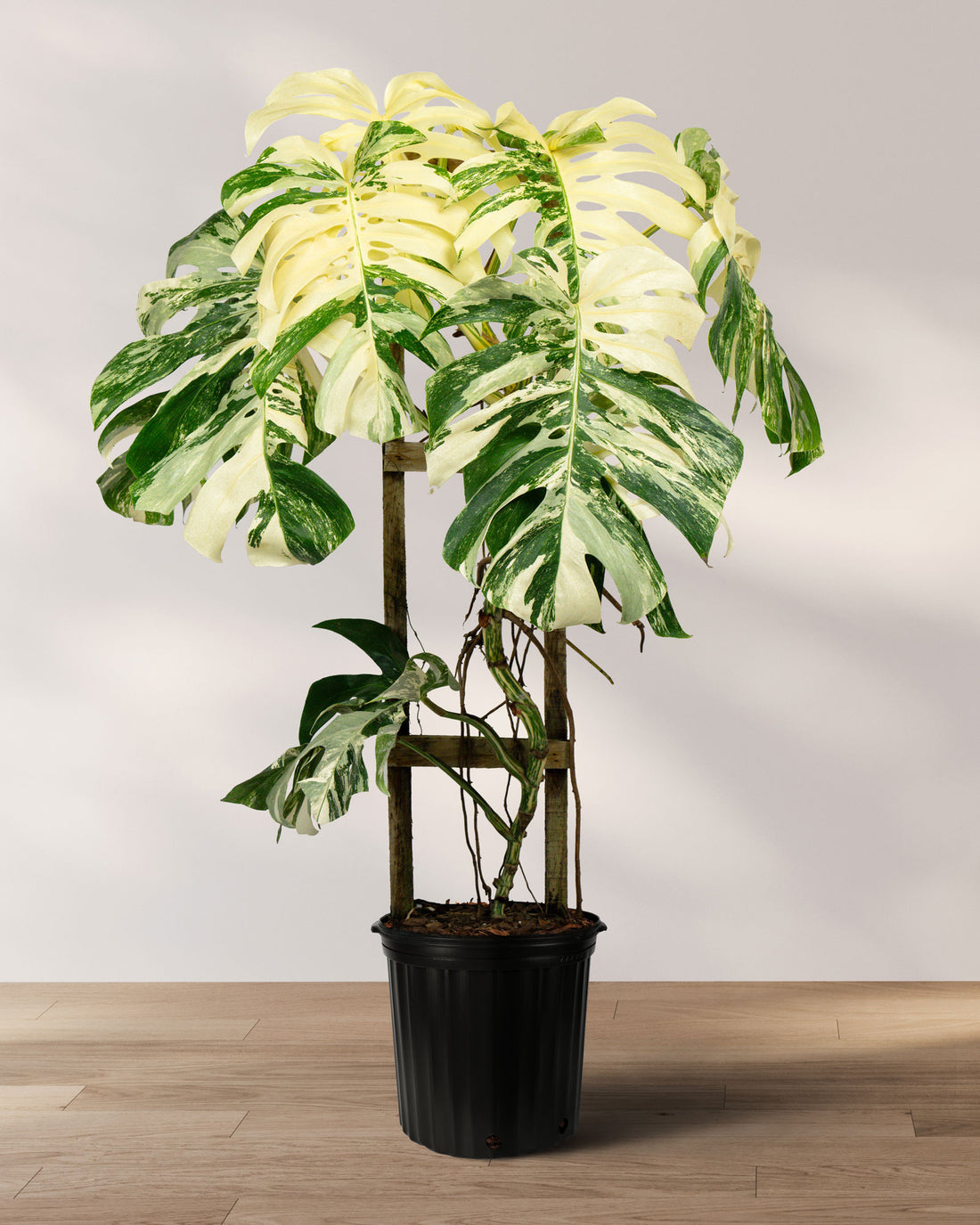 Monstera Borsigiana Albo Variegated