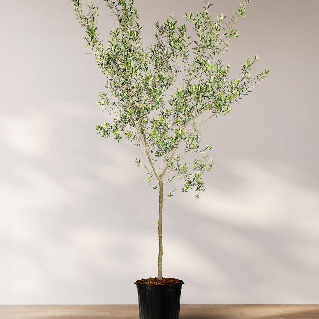 A potted Arbequina Olive Tree (Olea europaea) with a slender trunk and a full, lush canopy of small, silvery-green leaves, styled in a warm, modern living room with a beige sofa, yellow accent pillows, and a minimalist wooden coffee table.