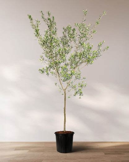 Greek Olive Tree Koroneiki, Olea European Olive