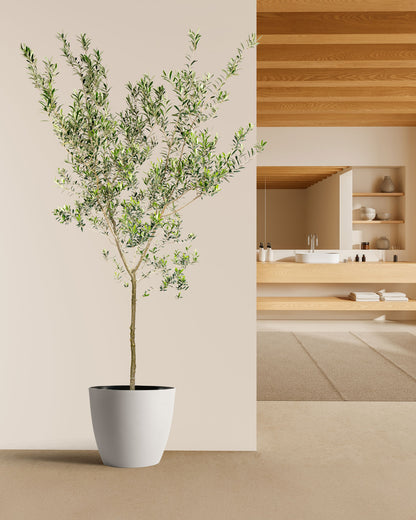 Greek Olive Tree Koroneiki, Olea European Olive