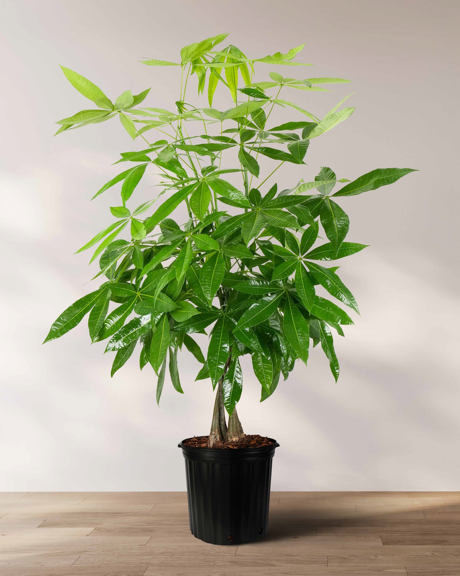 Money Tree Braided, Tree Form, Pachira Aquatica, Good Luck Tree