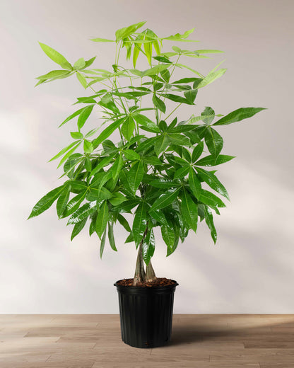 Money Tree Braided, Tree Form, Pachira Aquatica, Good Luck Tree