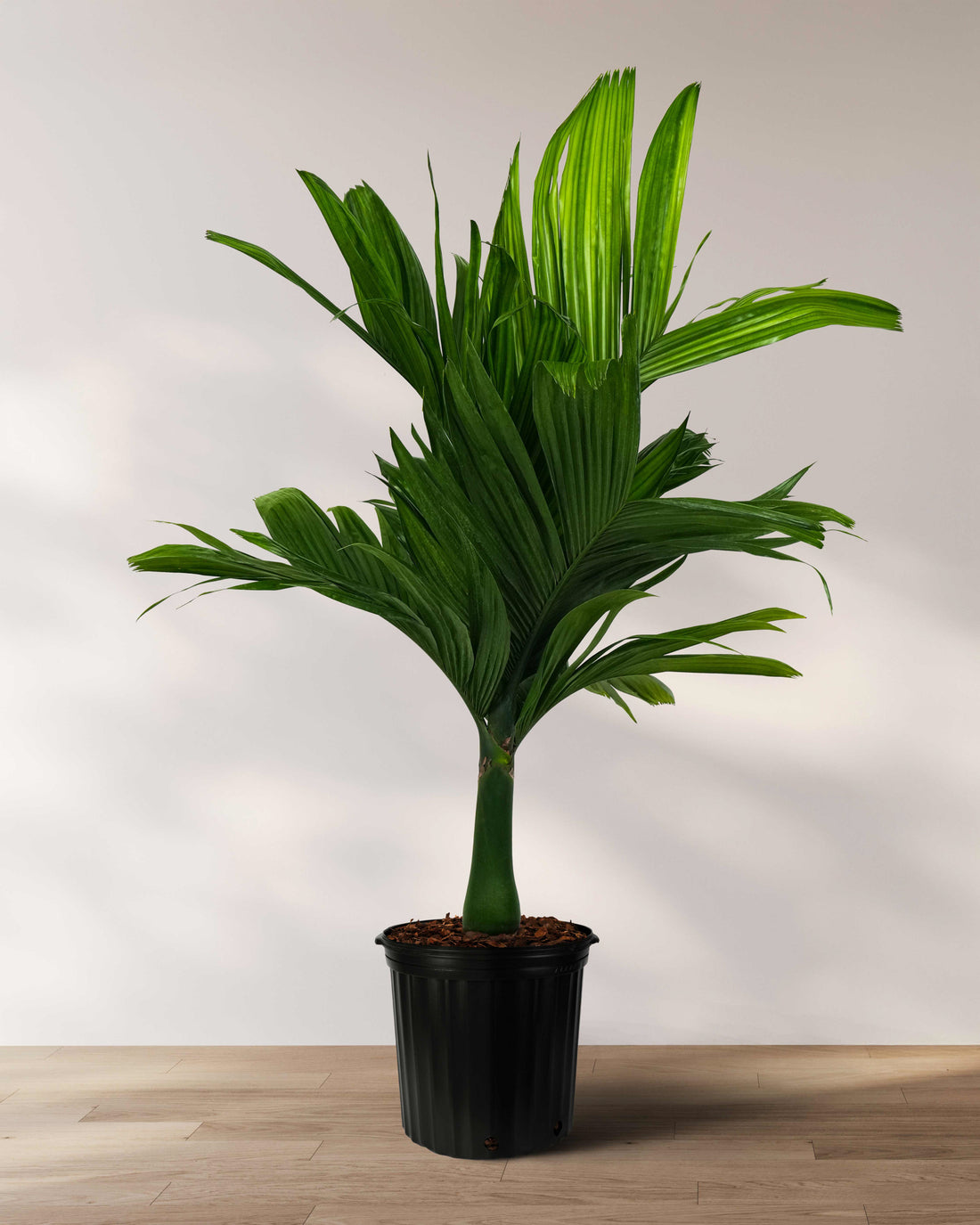 Areca Catechu &