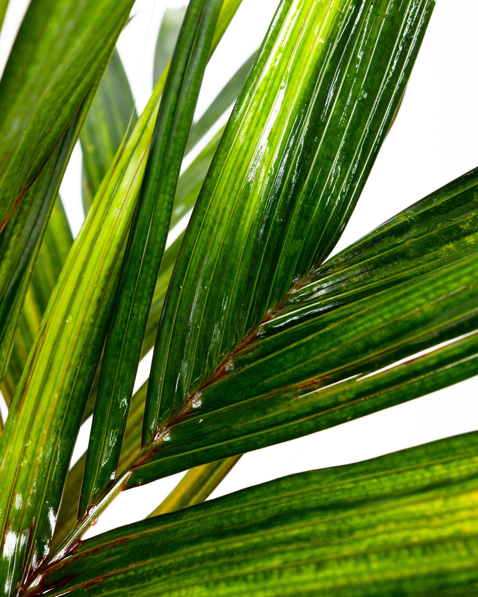 Areca Vestiaria, Red Crownshaft Palm, Rare and Exotic