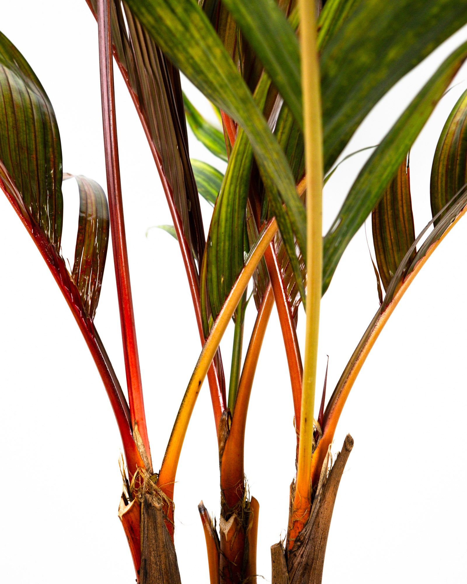 Areca Vestiaria, Red Crownshaft Palm, Rare and Exotic