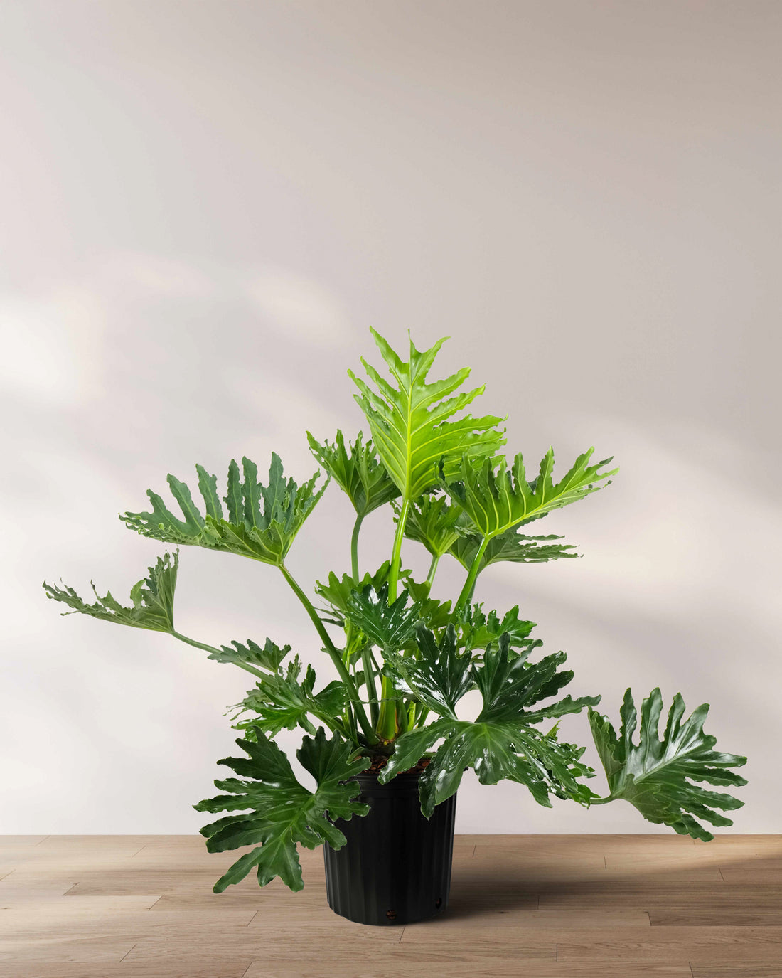 Philodendron Split Leaf Selloum, Live Plant, Indoor Air Purifier