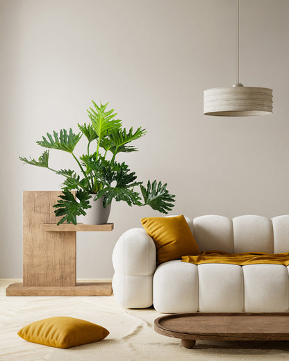 Philodendron Split Leaf Selloum, Live Plant, Indoor Air Purifier