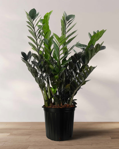 black raven zz plant near me ZZ Plant Black Raven, Live Indoor Plant