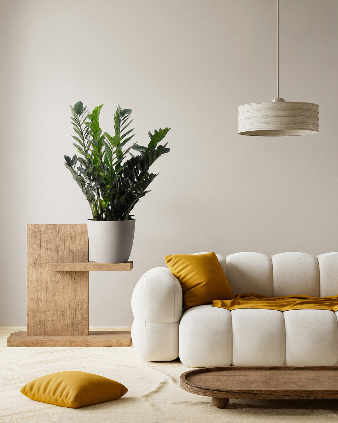 ZZ Plant Black Raven, Live Indoor Plant