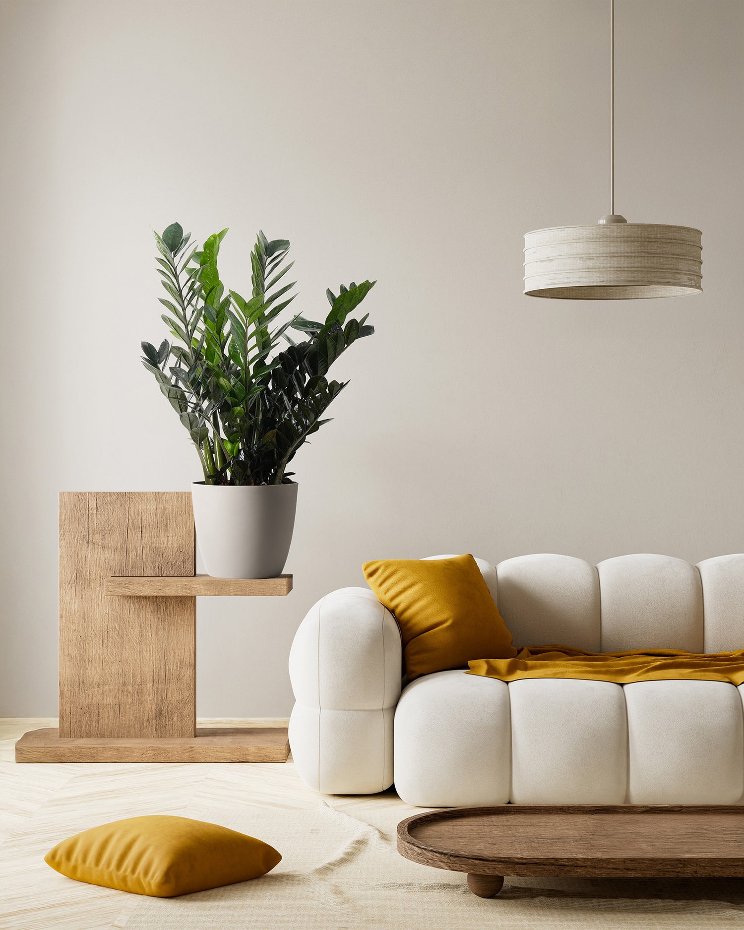 ZZ Plant Black Raven, Live Indoor Plant