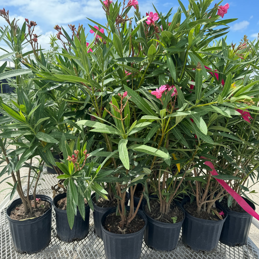 A close-up image of the Oleander Calypso Pink Flowering Tree, showcasing its pink flower clusters and green foliage.