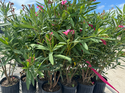 Oleander Calypso Pink Flowering Tree