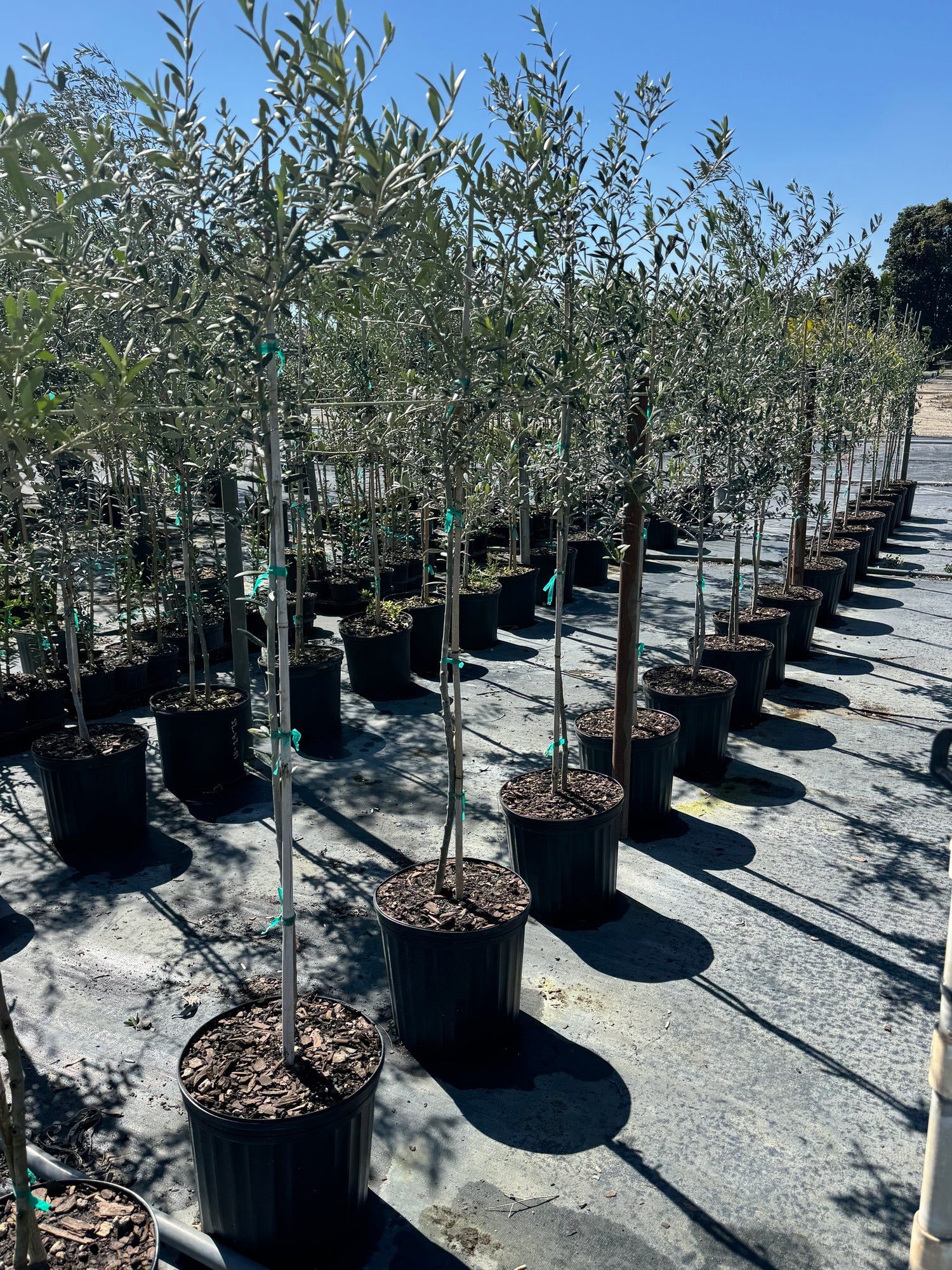 house plant olive tree Explore Arbequina Olive Tree Olea Europaea