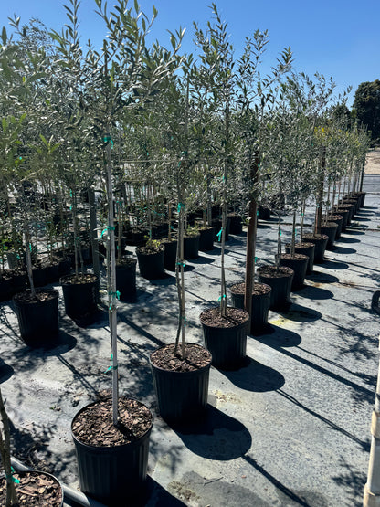 Arbequina Olive Tree Olea Europaea