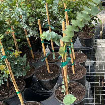 indoor eucalyptus plant near me Silver Dollar Eucalyptus Tree for Sale