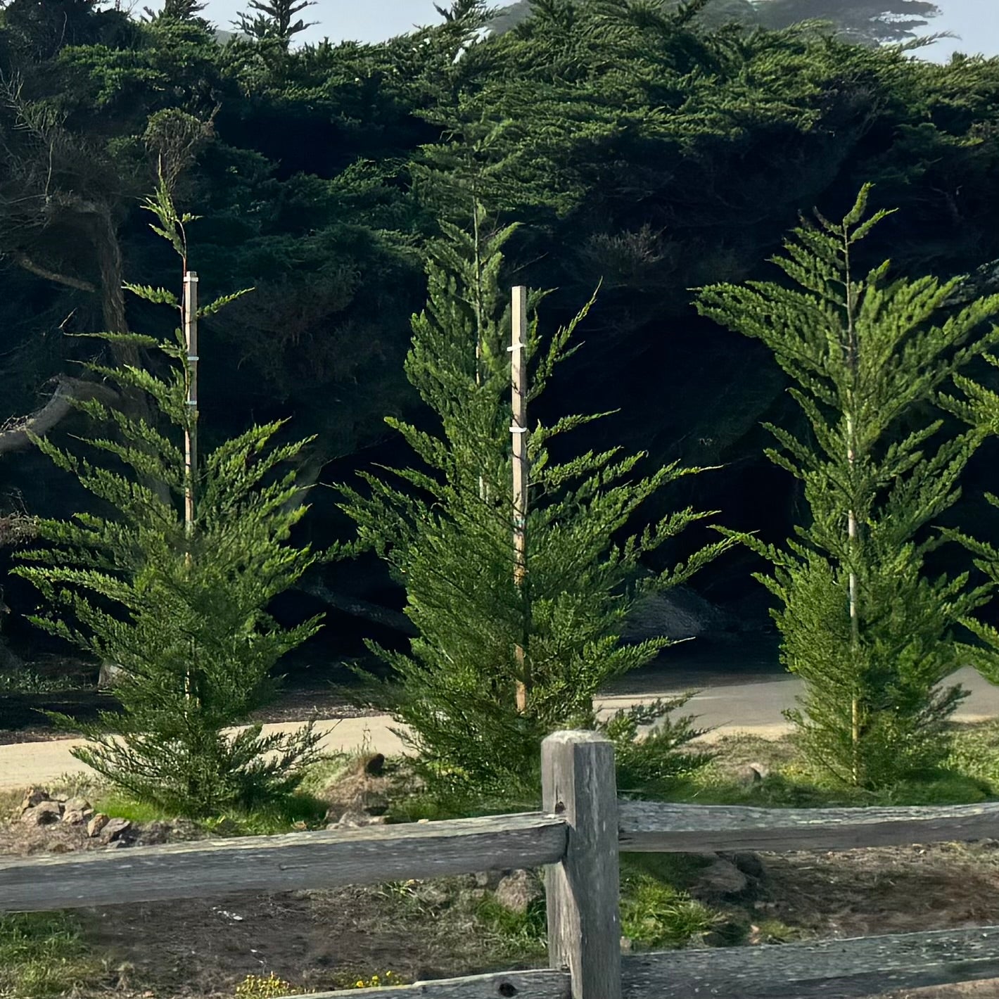 Monterey Cypress Tree, Cupressus Macrocarpa