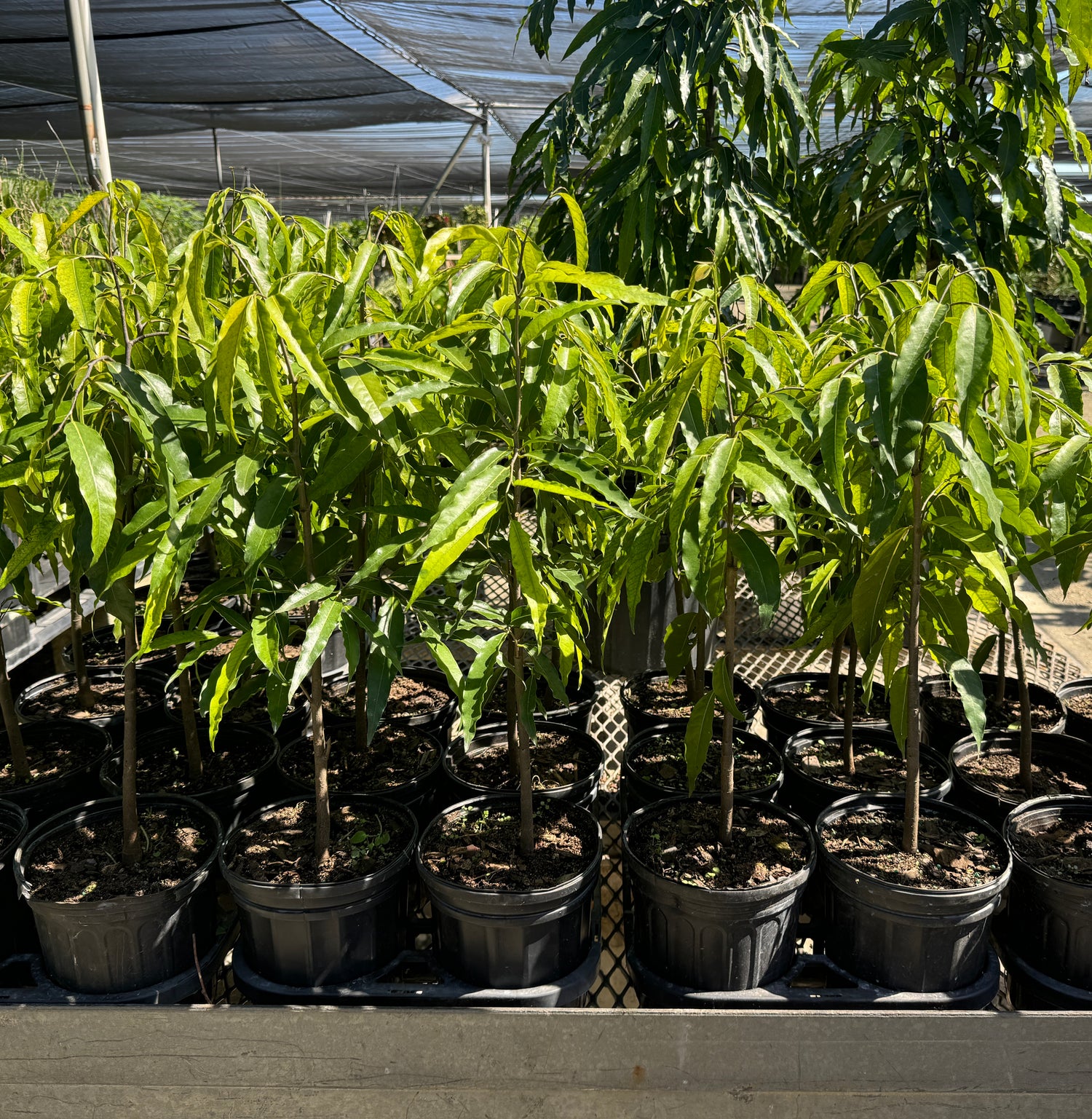 Mast Tree, Sorrowless Tree, False Ashoka