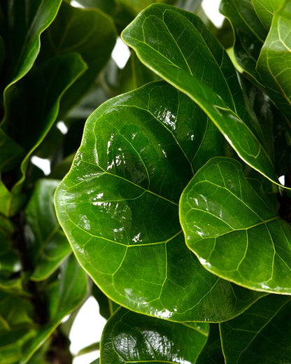 Ficus Bambino Bush Form, Fiddle Leaf Fig Tree