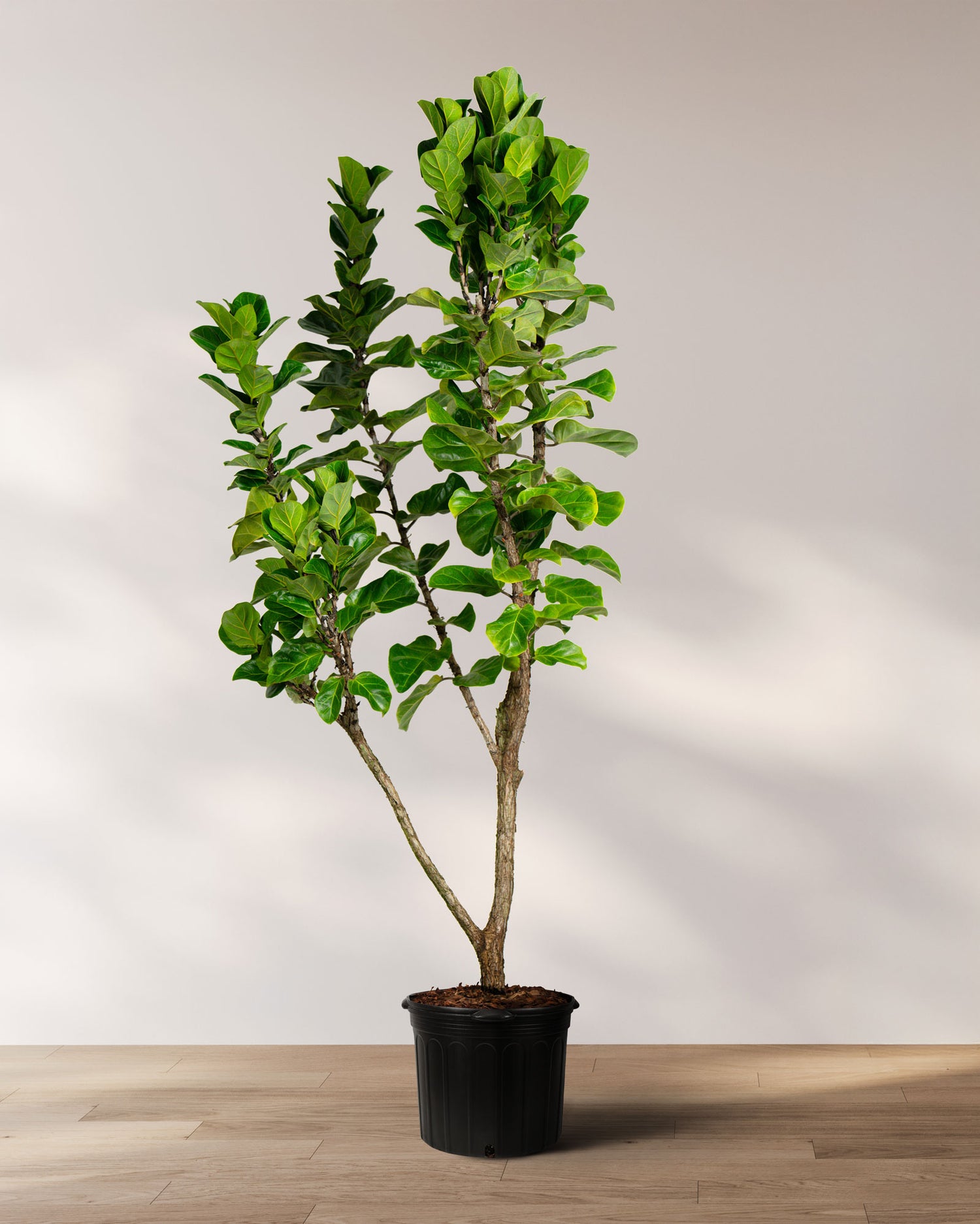 column fiddle leaf fig Shop Our Giant Ficus Fiddle Leaf Fig Lyrata Bambino, Indoor Tree Like, Large Options Available with Thick Clear Trunks