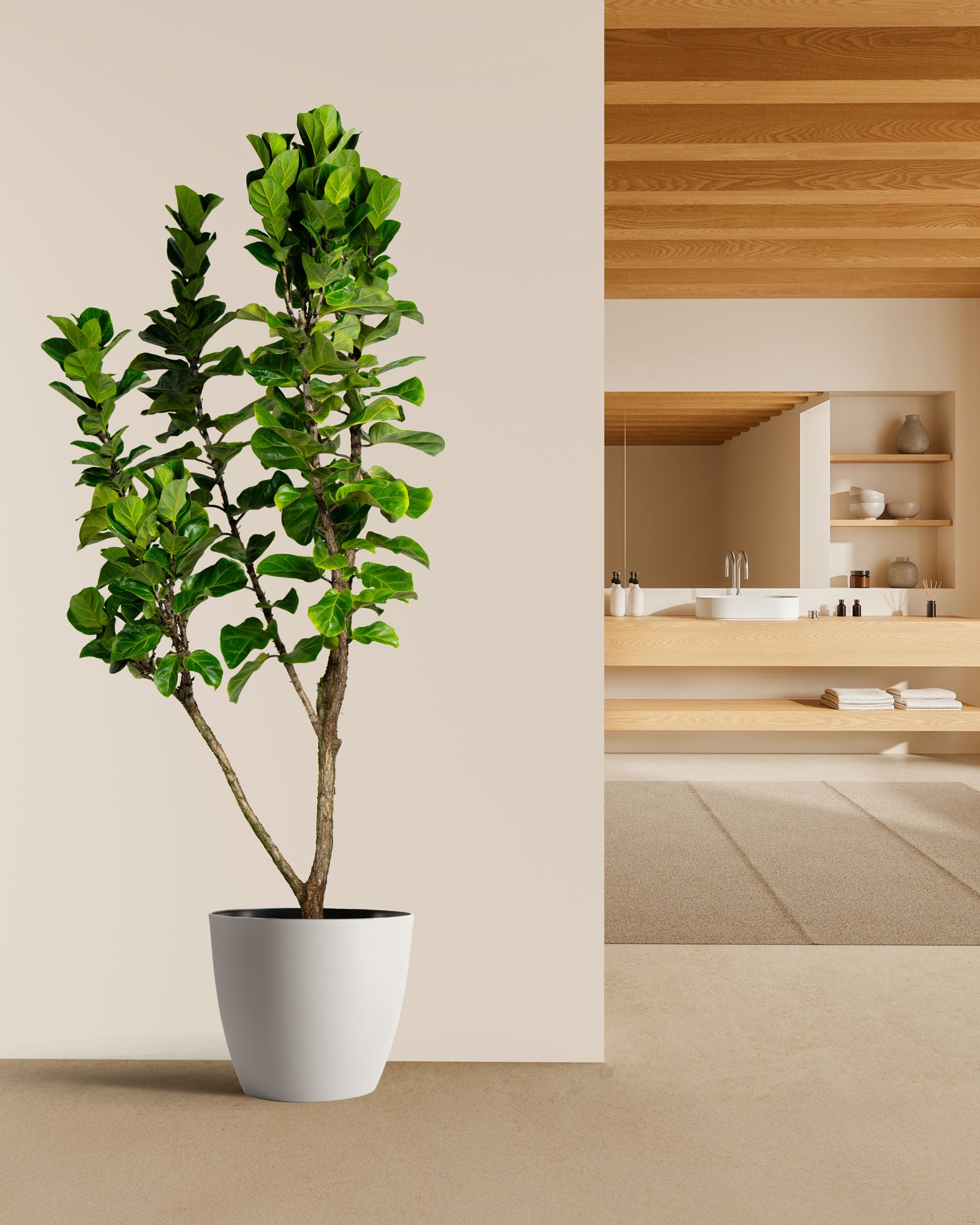bambino fiddle leaf fig Shop Our Giant Ficus Fiddle Leaf Fig Lyrata Bambino, Indoor Tree Like, Large Options Available with Thick Clear Trunks