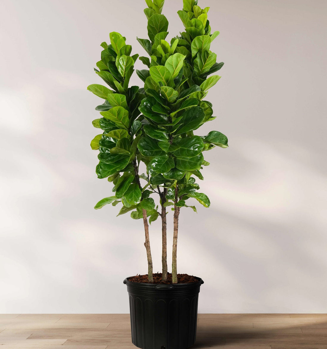 Potted Ficus lyrata Bambino, also known as Fiddle Leaf Fig tree, with green leaves in a black pot placed on a wooden floor against a white background.