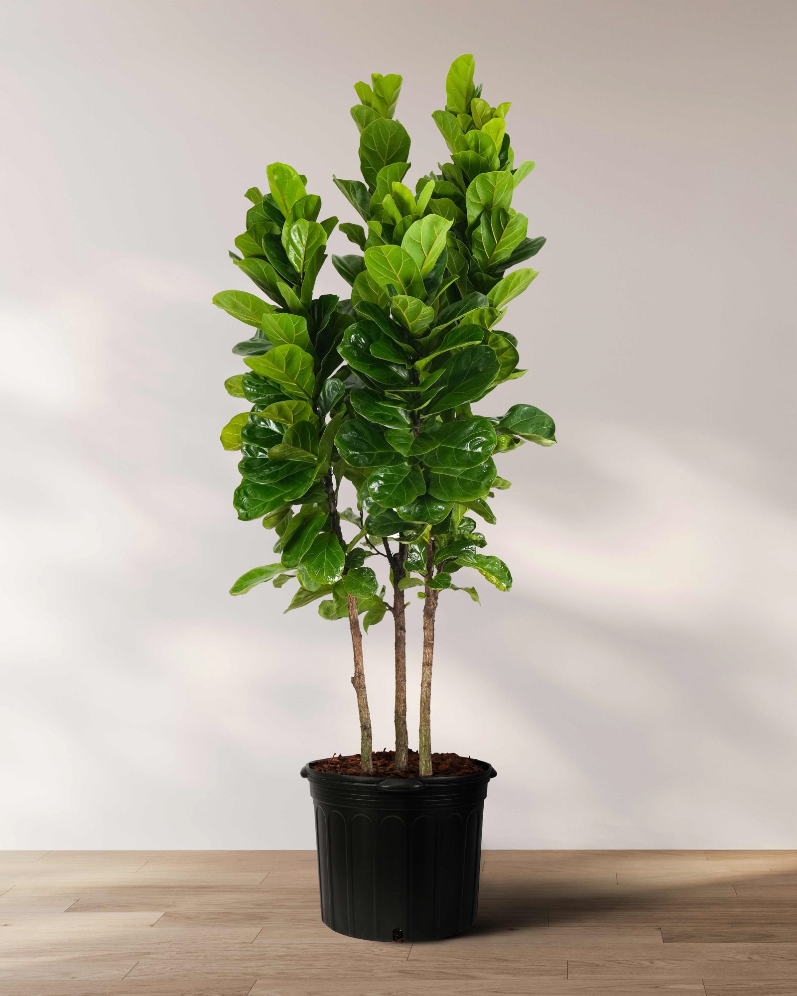 Ficus Bambino Tree Form Multi, Fiddle Leaf Fig Tree
