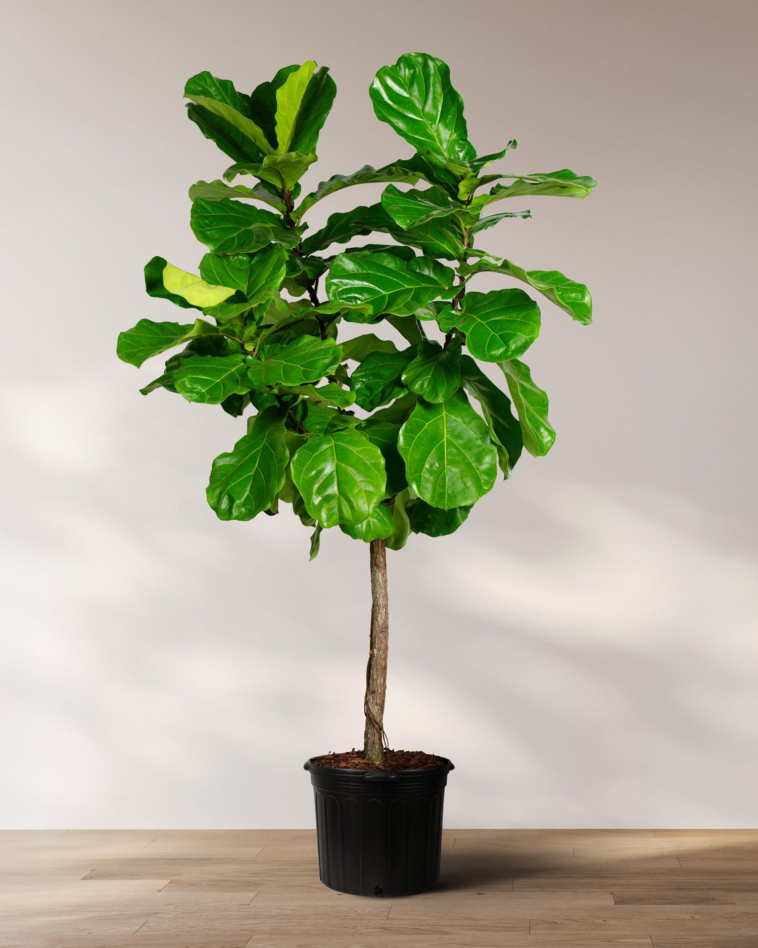 single leaves on pot plant Design your living room Indoor Space with a Hand Crafted Ficus Lyrata Tree Like Form Single