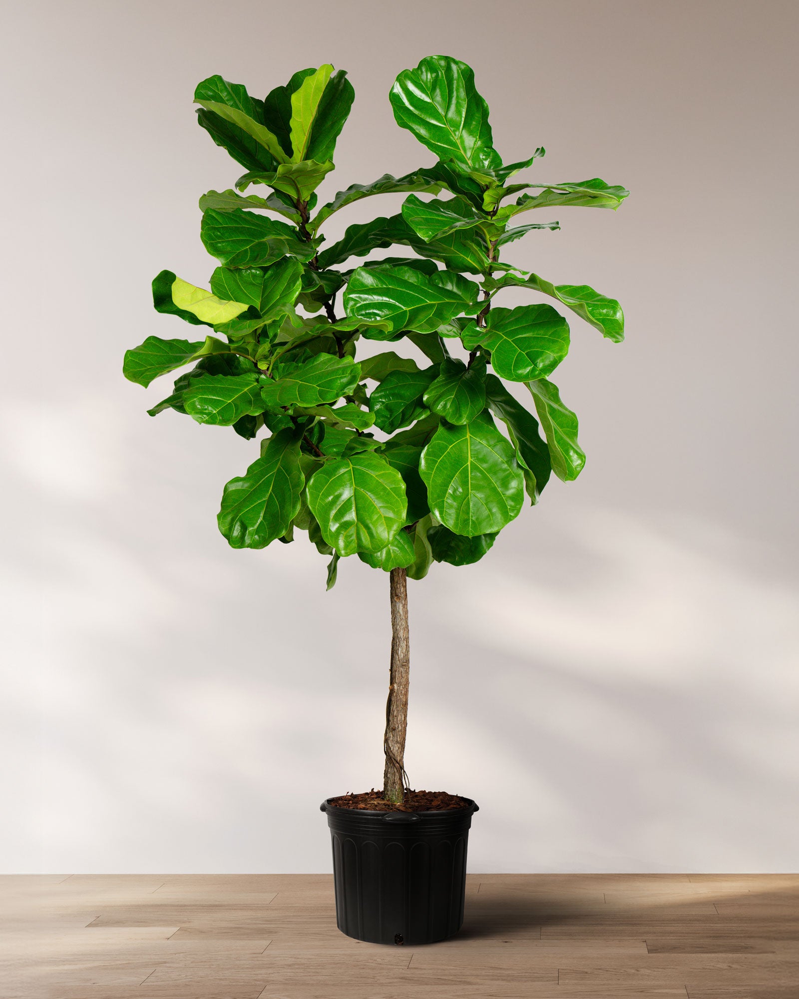 fiddle leaf fig live tree Ficus Lyrata Tree Form Single Stem, Fiddle Leaf Fig Tree