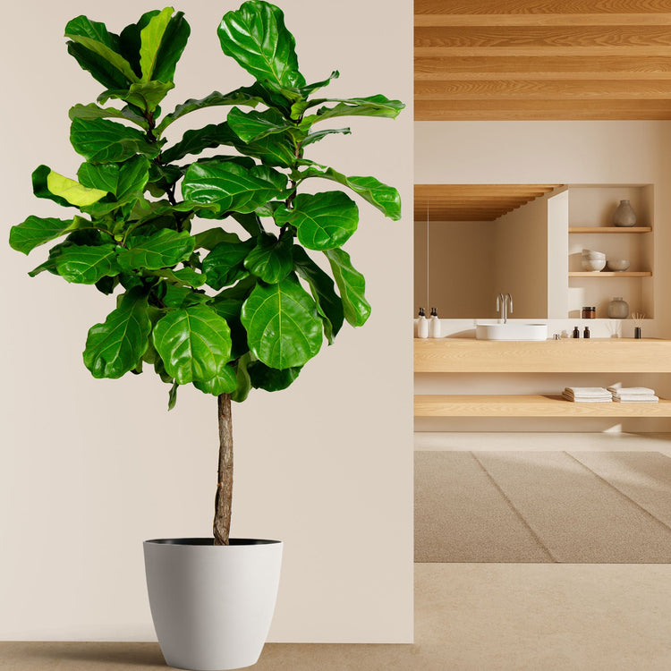Ficus Multi Design your indoor Space with a Ficus Ruby Tree Like Form Single Trunk ...