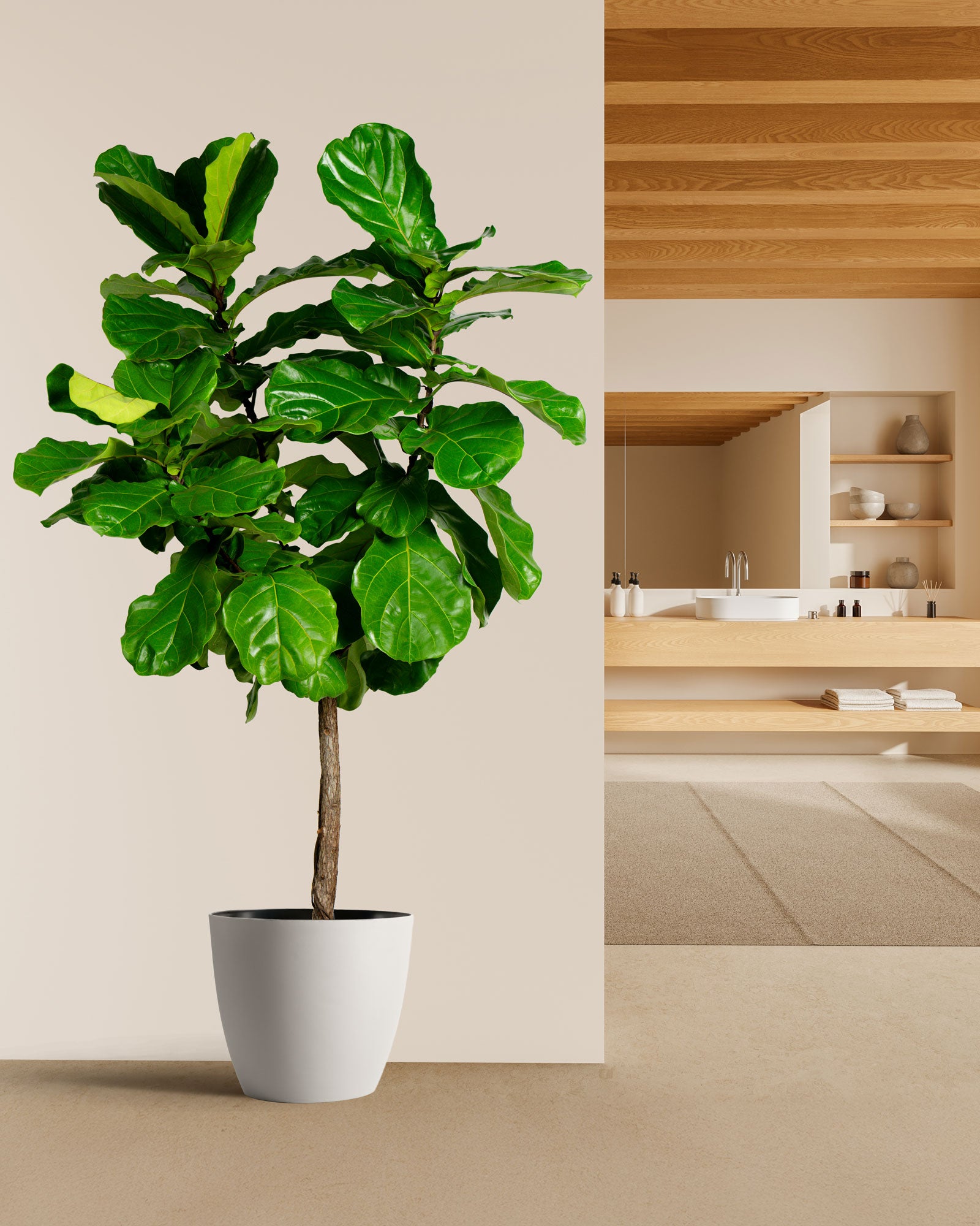 house plants fig tree Ficus Lyrata Tree Form Single Stem, Fiddle Leaf Fig Tree