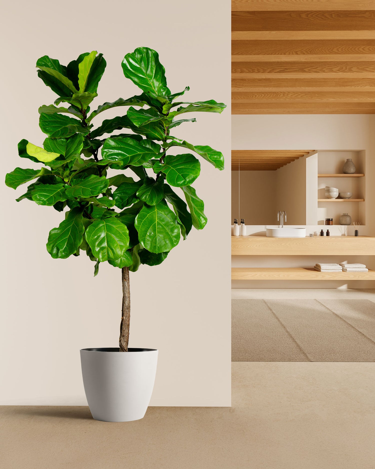 Ficus Lyrata Tree Form Single Stem, Fiddle Leaf Fig Tree